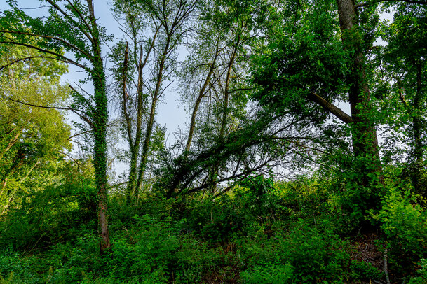 Thumbnail: _JA 40796 Natur pur.jpg